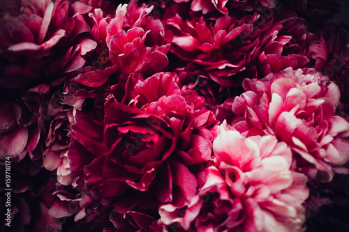 floral purple background of peonies