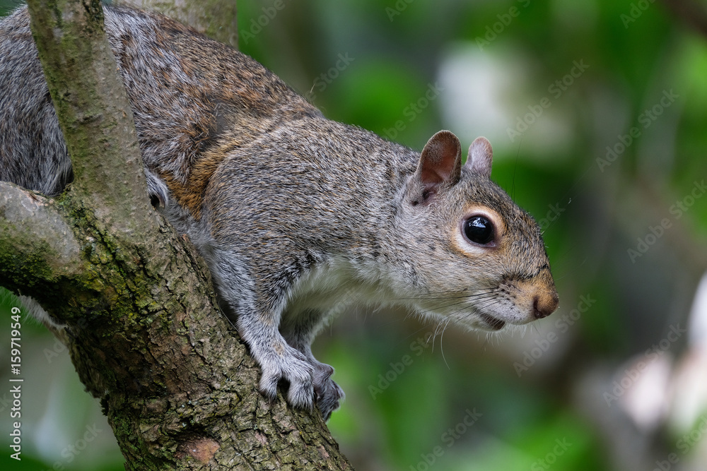 Female grey squirrel.