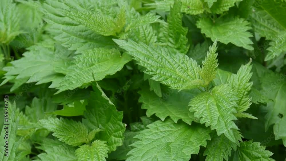 Fresh green nettle in spring wind breeze. Video footage static camera. Urtica dioica Fresh green nettle in spring wind breeze. Video footage static camera. Urtica dioica