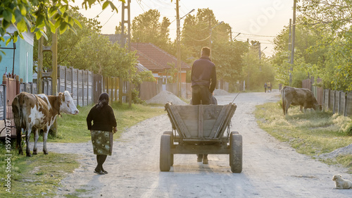 Bild auf Leinwand Beautiful daily scene of country life at sunset in the countryside of Toceni, Cr