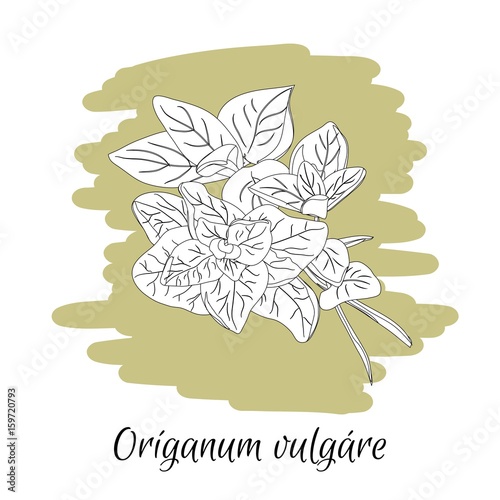 Oregano. Latin words .Herbs and spices. Vector illustration. Sketch style