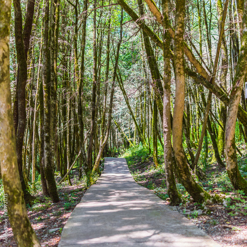 Concrete pathway in green forest. photo