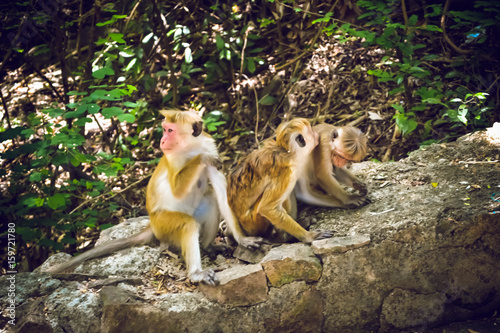 Monkeys to the temple of Dambulla Sri Lanka