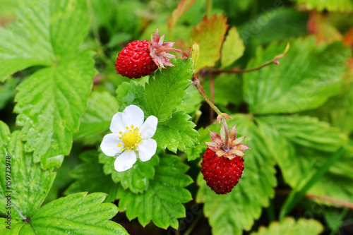 ripe wild strawberry