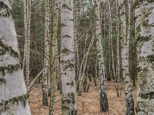 Birch copse  in Polish forest in spring photo