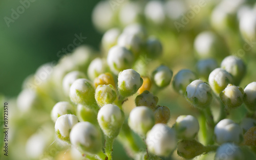 Ashberry flowers
