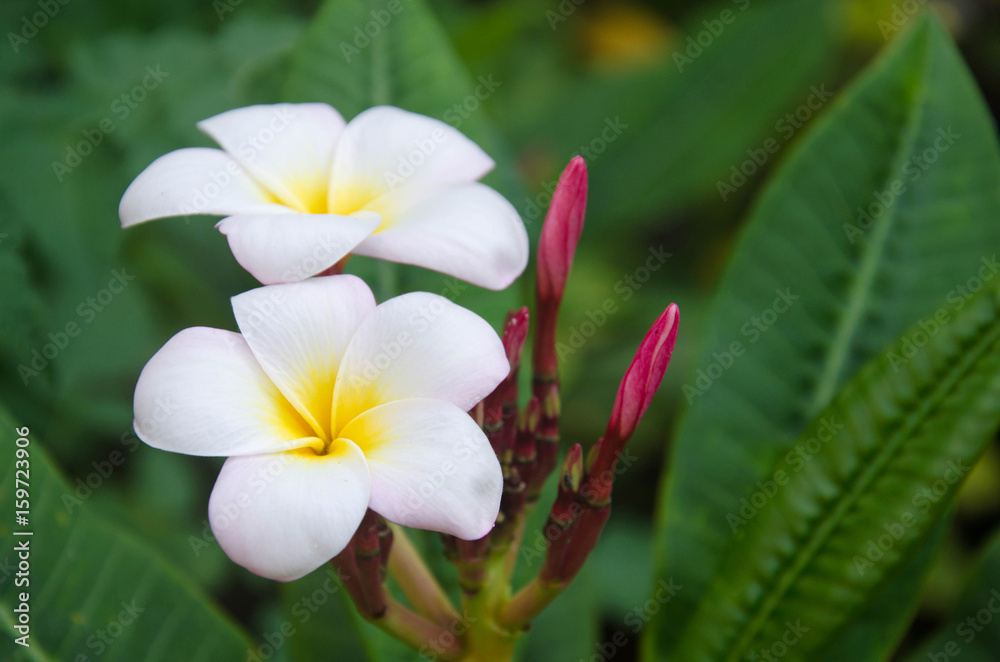 Fototapeta premium White plumeria spp. (Fragipani flowers, Frangipani Pagoda tree or Temple tree)