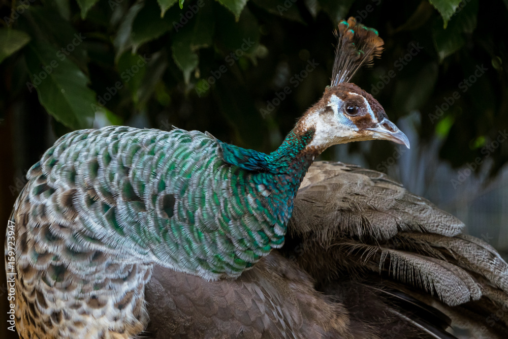 Common Peafowl インドクジャク メス １ Stock Photo Adobe Stock