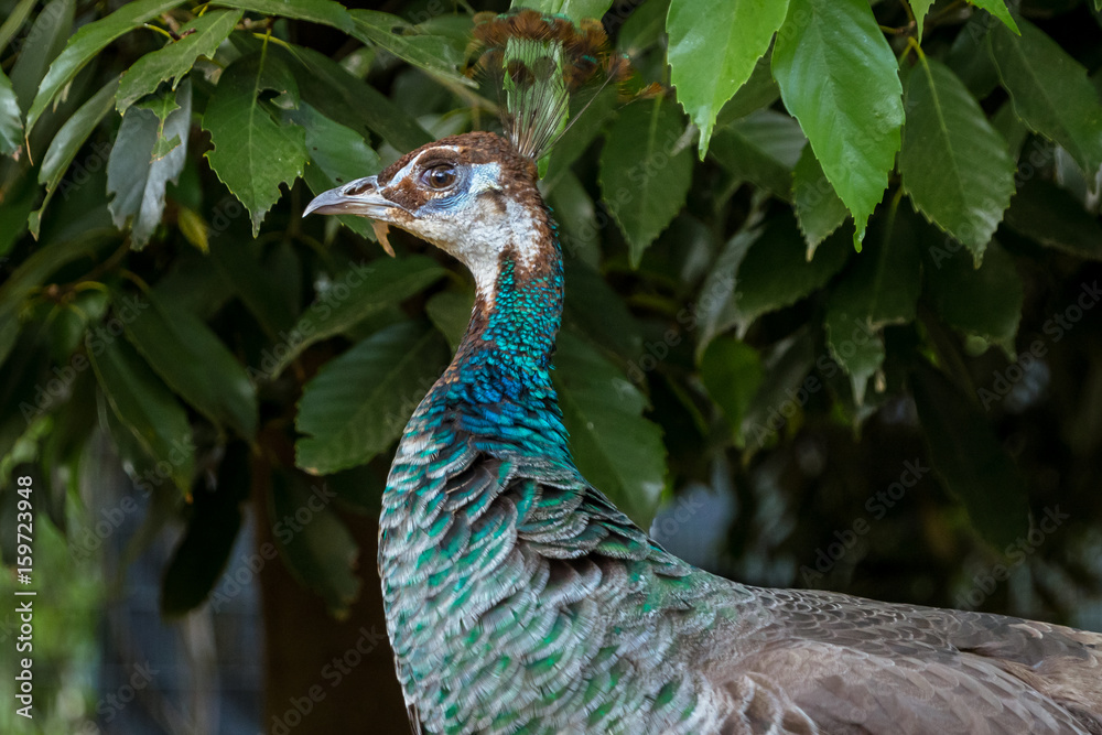 Common Peafowl インドクジャク メス ２ Stock Photo Adobe Stock