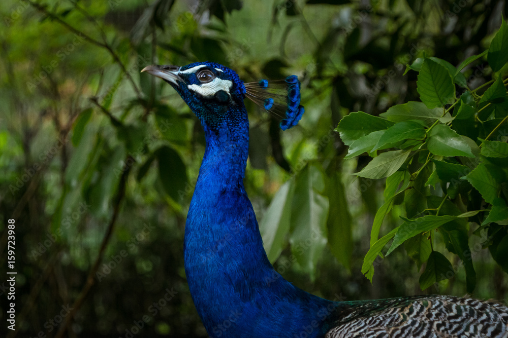 Obraz premium Common peafowl - インドクジャク（オス）２