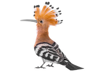 Crédence de cuisine Oiseaux Eurasian Hoopoe  © fotomaster