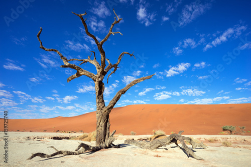 Dry tree in the Deadvlei  Namib desert