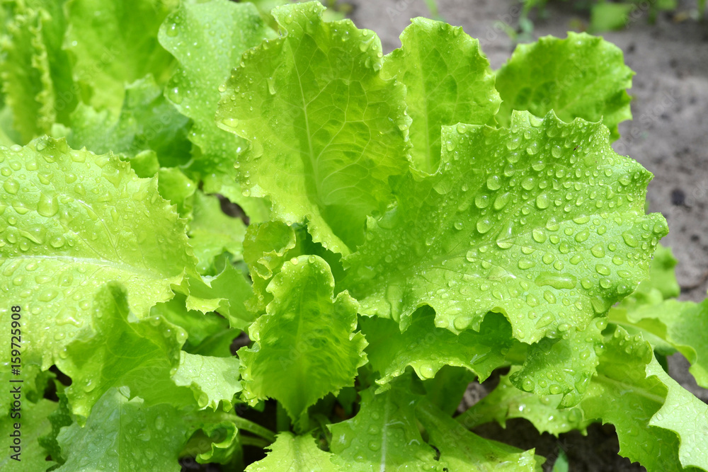 wet salad leaf wet salad leaf