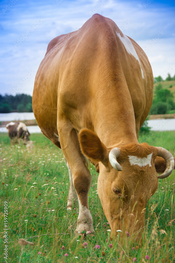 red cow grazing on a green lawn red cow grazing on a green lawn