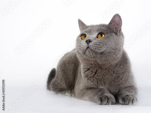 British cat. Isolated.