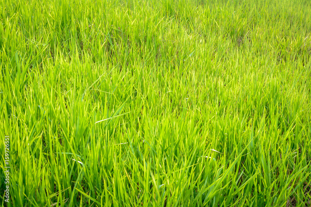 green grass pattern background and abstract green grass pattern background and abstract