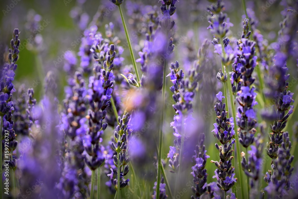 Fototapeta premium lavender