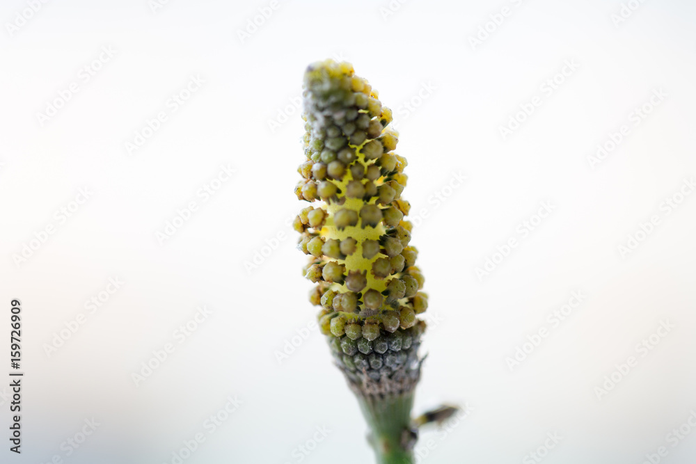 Fototapeta premium Equisetum for education.