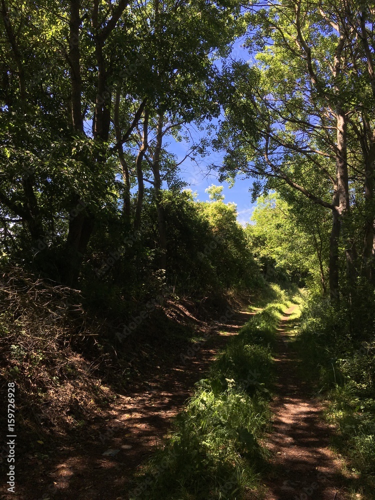Obraz premium road in the forest