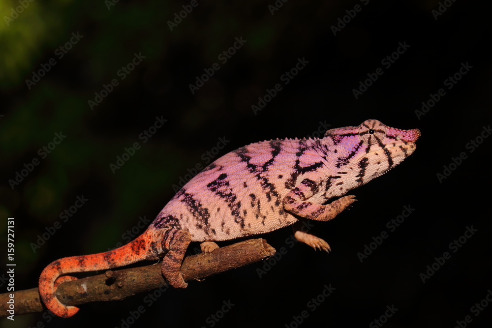 Fototapeta premium Furcifer rhinoceratus