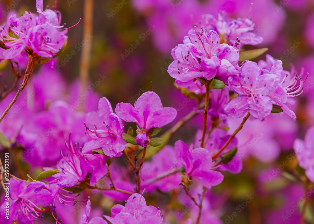 Closeup Rhododendron dauricum flowers. Spring blossoming in Altai - obrazy, fototapety, plakaty 