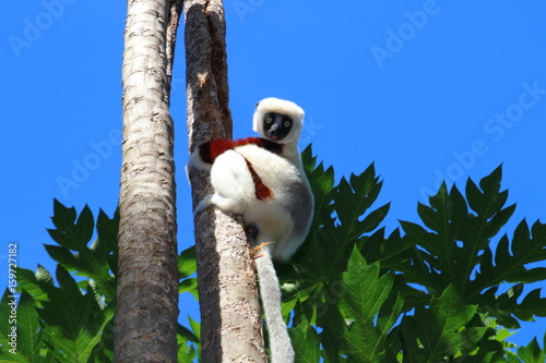 Coquerel Sifaka photo