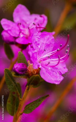 Closeup Rhododendron dauricum flowers. Spring blossoming in Altai