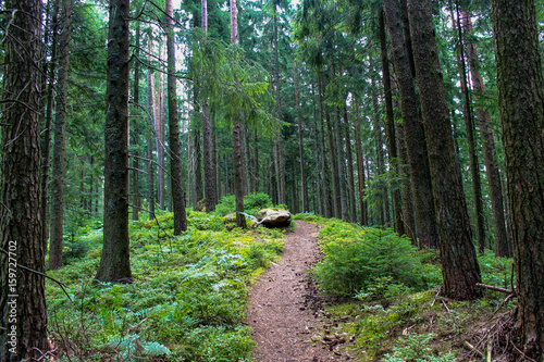 Принти на полотні Hiking in the Black Forest
