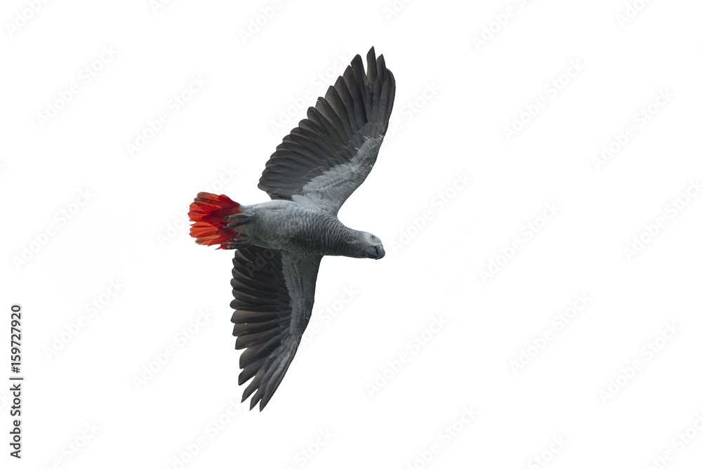 Bird, African grey parrot isolated on white background Bird, African grey parrot isolated on white background
