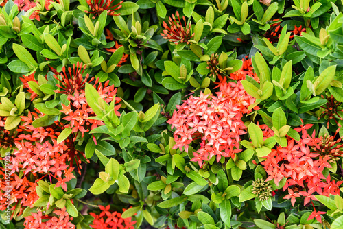 Ixora