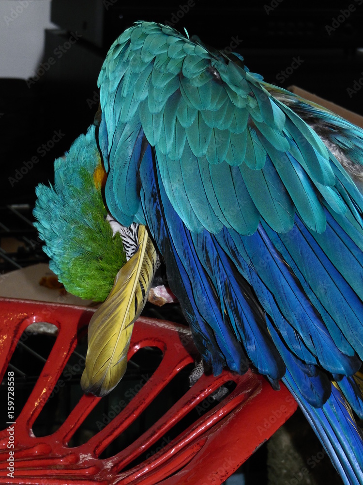 Fototapeta premium wild bird and my parrots