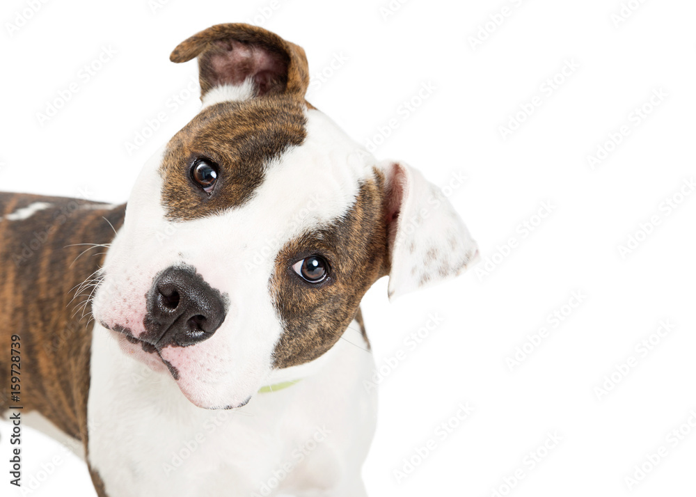 Closeup American Staffordshire Dog Tilting Head Closeup American Staffordshire Dog Tilting Head