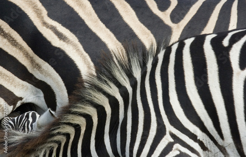 Zebra stripes hide close-up