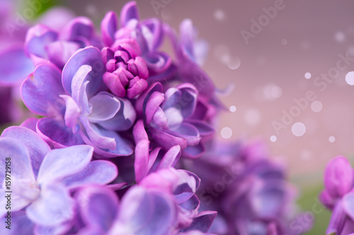 Lilac flowers bunch violet art design background