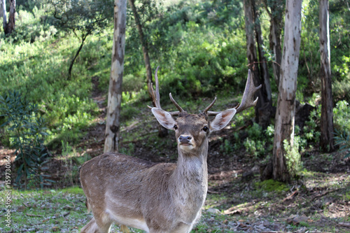 deer photo © RATOCA