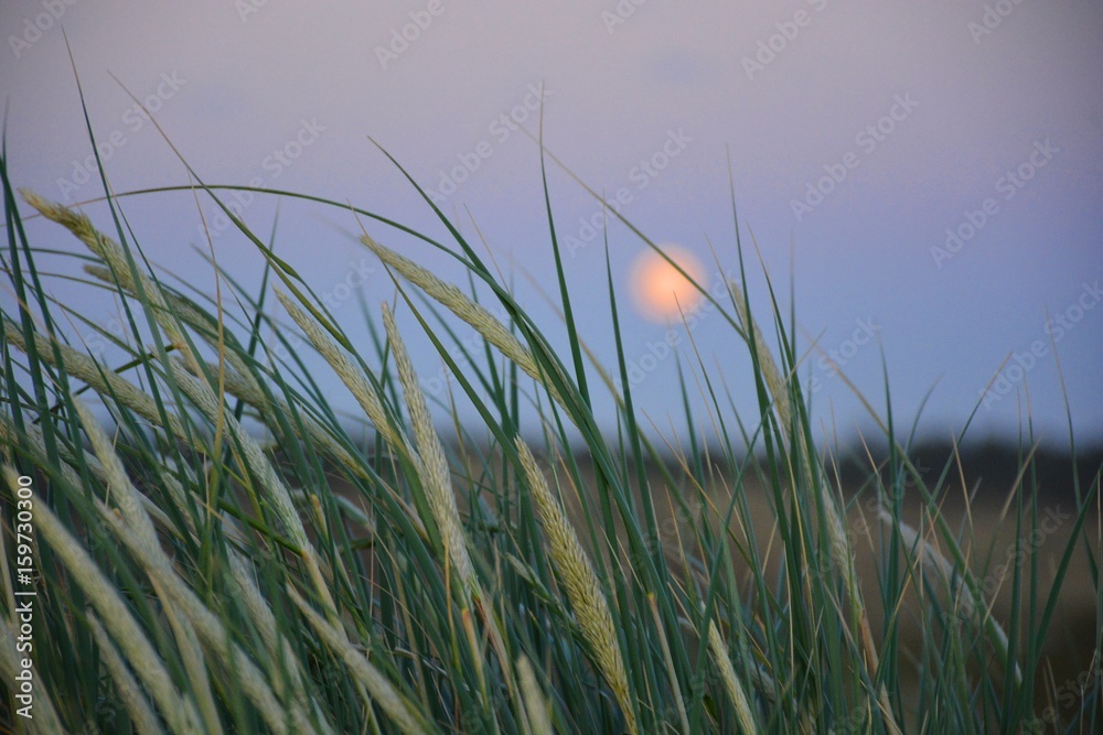 Dünengras - Gräser im Mondschein an der Nordsee Landschaften
