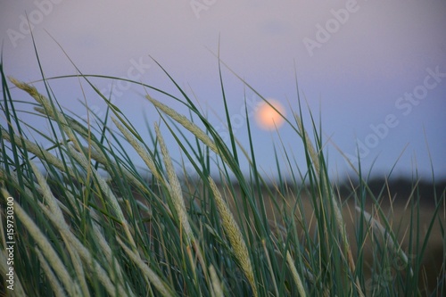 D  nengras - Gr  ser im Mondschein an der Nordsee Landschaften