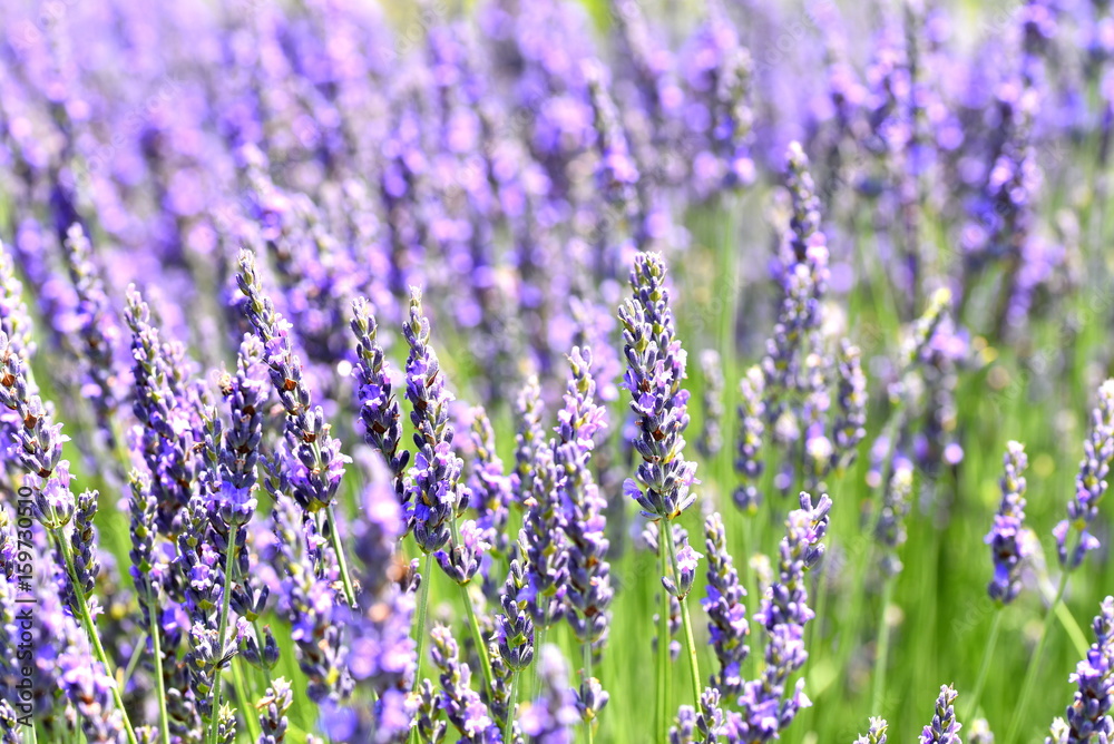 Obraz premium lavender field 