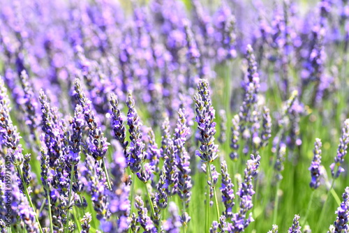 lavender field © Alexander