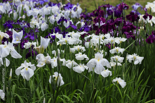 The irises blooming in Tokyo  Shobuda