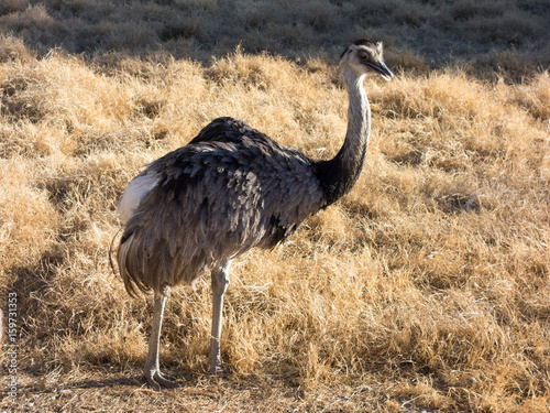Common Rhea, the largest bird in America, relative of Australian ostrich