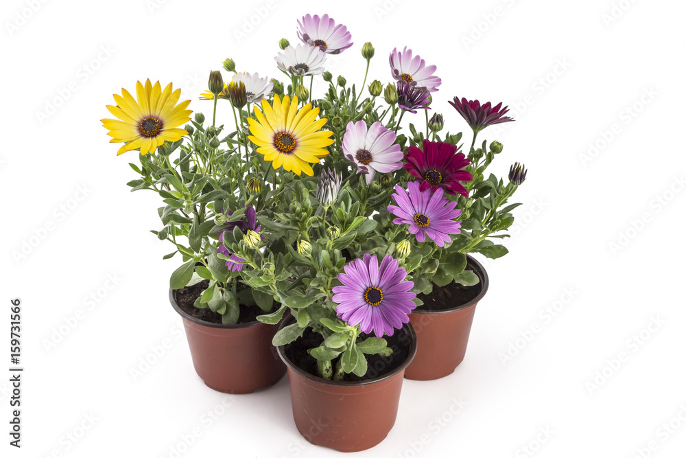 Colorful bouquet of young garden African Daisy flowers with leaves, Osteospermum Symphony, in flowerpot on white background