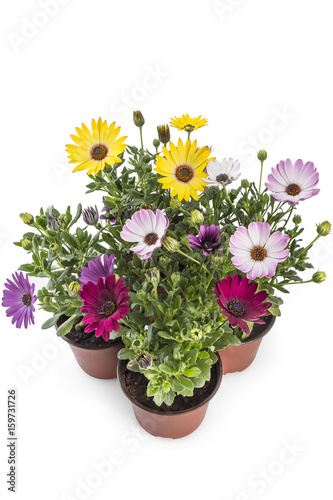 Fototapeta Naklejka Na Ścianę i Meble -  Colorful bouquet of young garden African Daisy flowers with leaves, Osteospermum Symphony, in flowerpot on white background