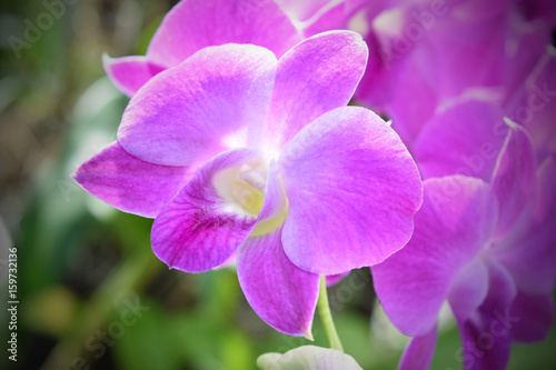 pink orchids flower in garden.