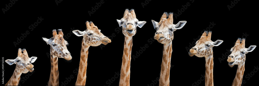 Obraz premium Siedem żyraf o różnych wyrazach twarzy