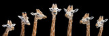 Seven giraffes with different facial expressions