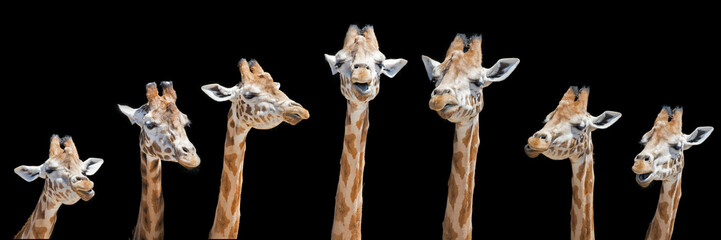 Leinwandbilder Giraffe Sieben Giraffen mit lustigen Gesichtsausdrücken  © Rixie