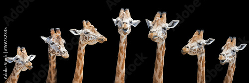 Seven giraffes with different facial expressions