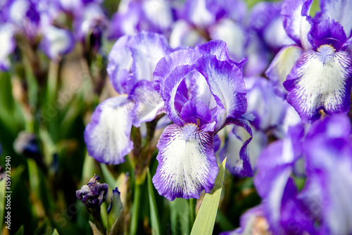 Fototapeta Naklejka Na Ścianę i Meble -  Purple irises bloom in the botanical garden 