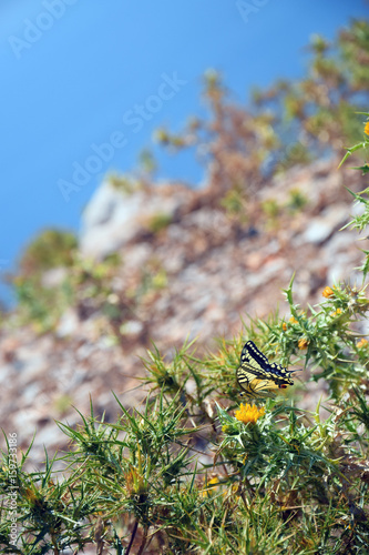Butterfly on a flower at the sea